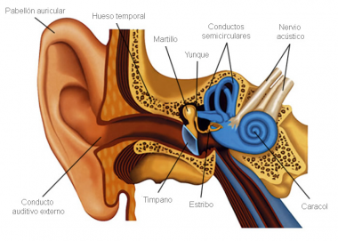 Nuevo descubrimiento sobre cómo funciona el oído interno