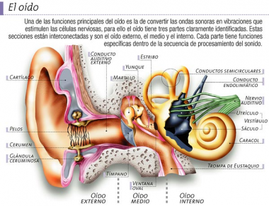 El oído, cuestión de prevención