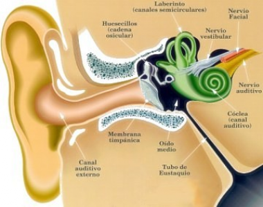 ¿Cuáles son las causas y el tratamiento de la pérdida de audición?