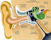 ¿Cuáles son las causas y el tratamiento de la pérdida de audición?