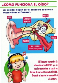 Como funciona el oído